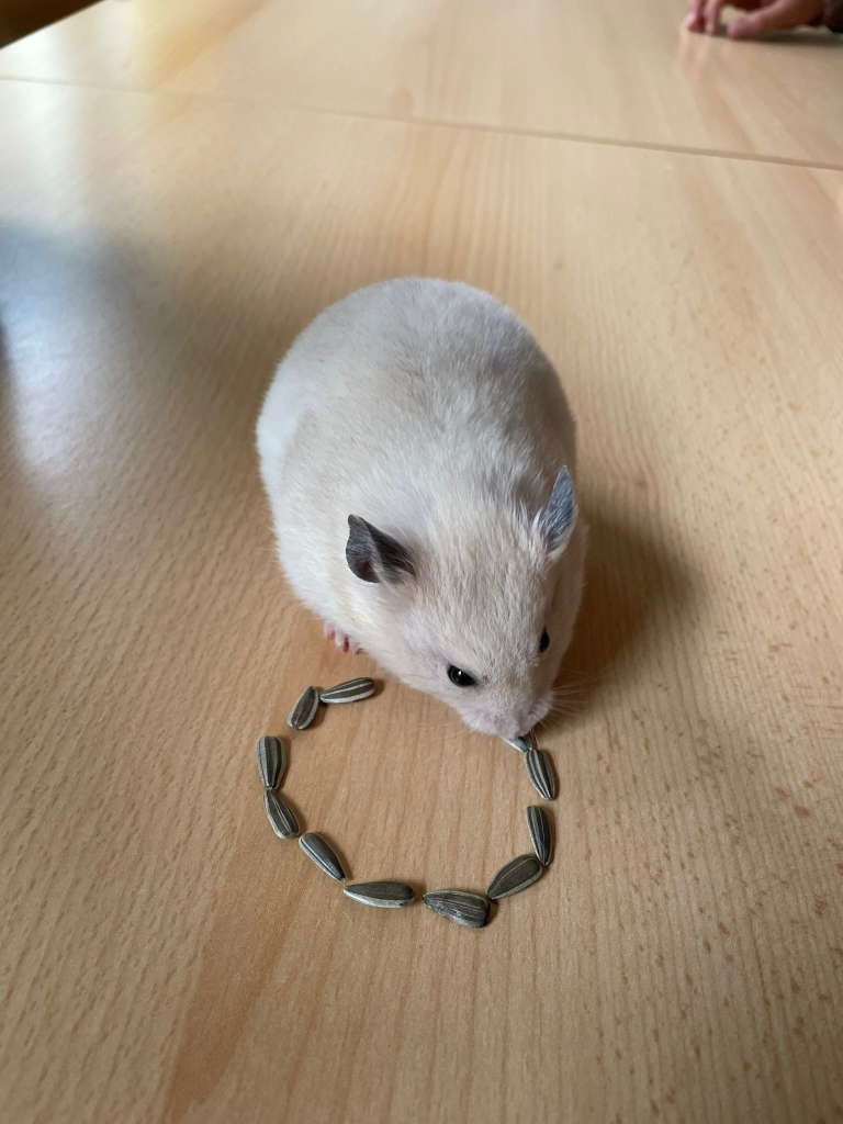 Puntíkový týden - 20. - 24. 10. 2025