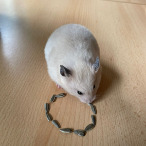 Puntíkový týden - 20. - 24. 10. 2025